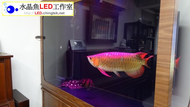 3呎 (93cm) LED水族燈-- 龍魚 專用版 II