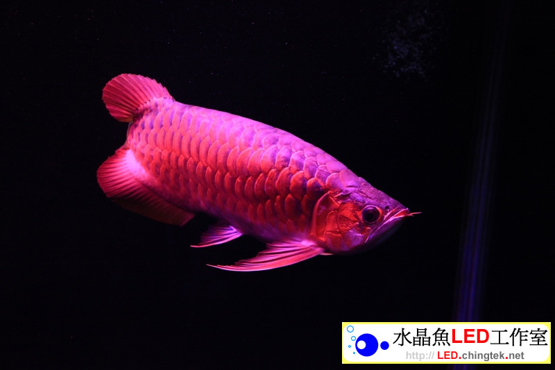 3呎 (93cm) LED水族燈-- 龍魚 專用版 II