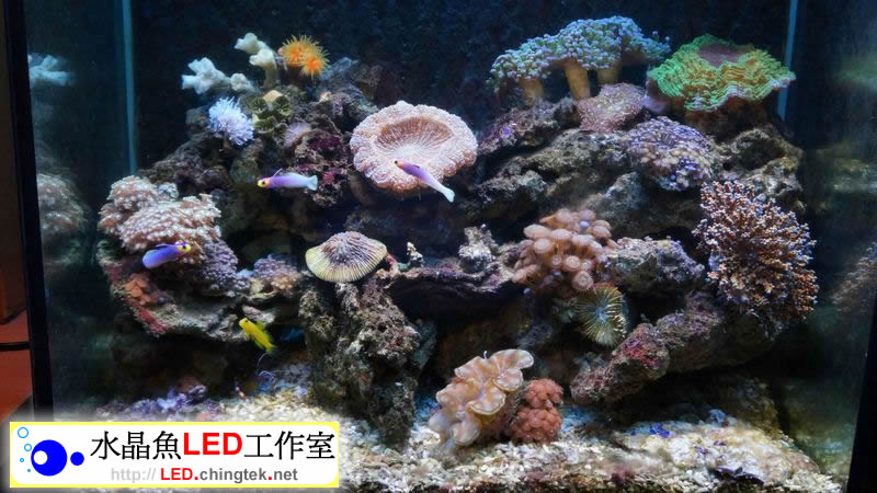 2呎(63公分) LED水族燈 :　2呎加高 海水缸
