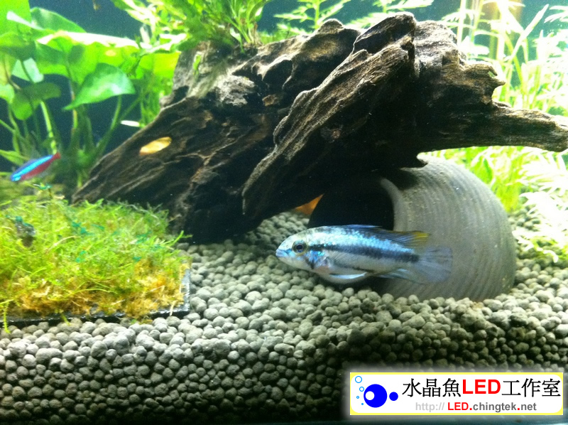 1.5呎(48公分) 可切換式 LED水族燈:　1.5呎 水草缸
